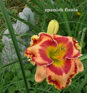 Spanish Fiesta (Trimmer, 2006)